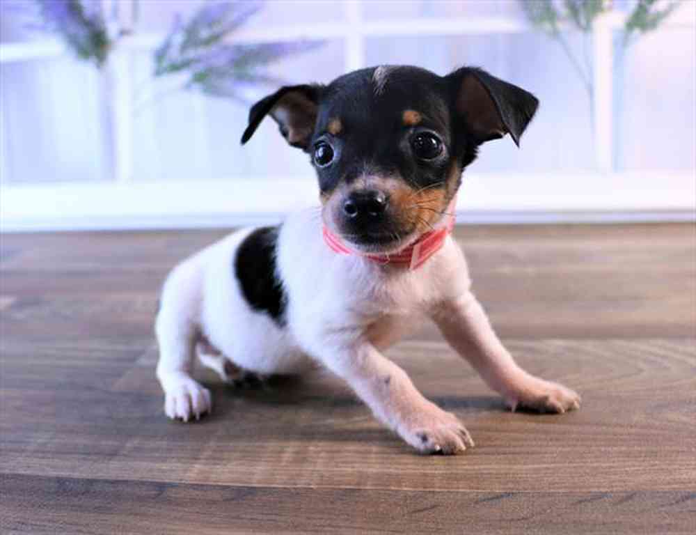 Rat Terrier Puppy For Pets Plus