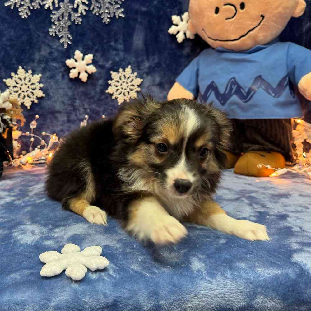 carousel pet images