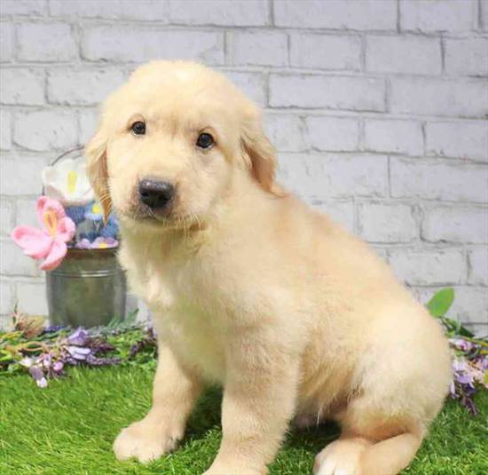 Benji