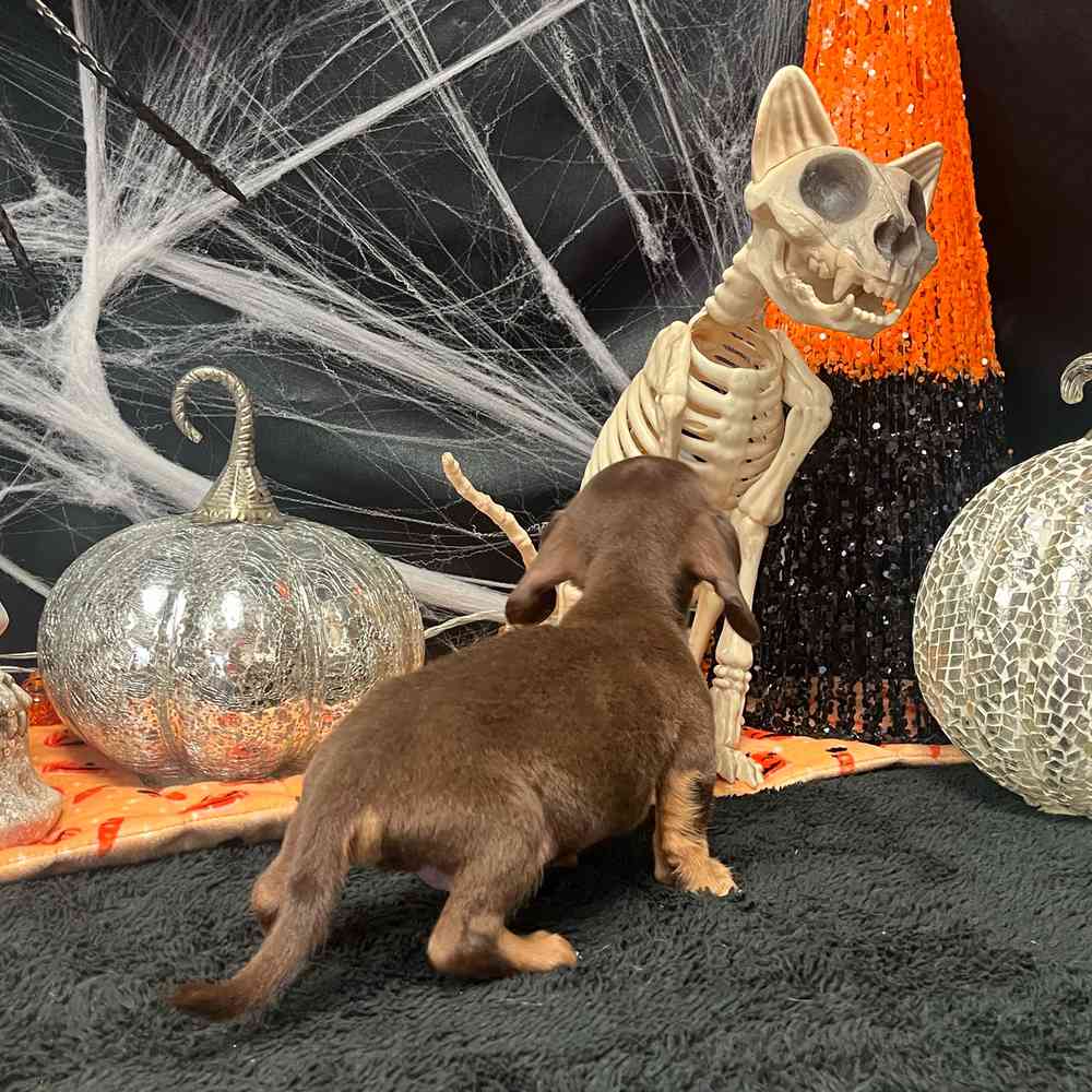 carousel pet images