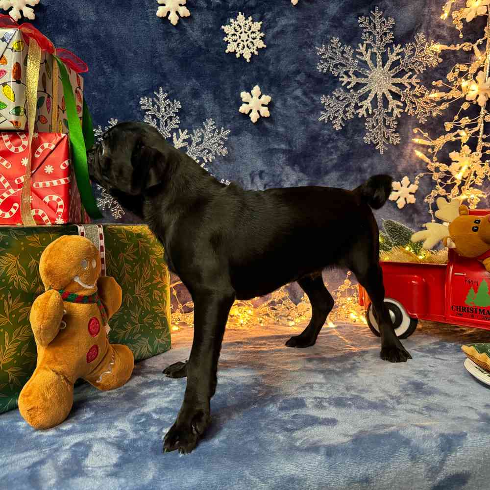 carousel pet images