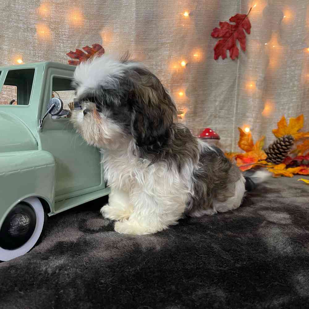 carousel pet images