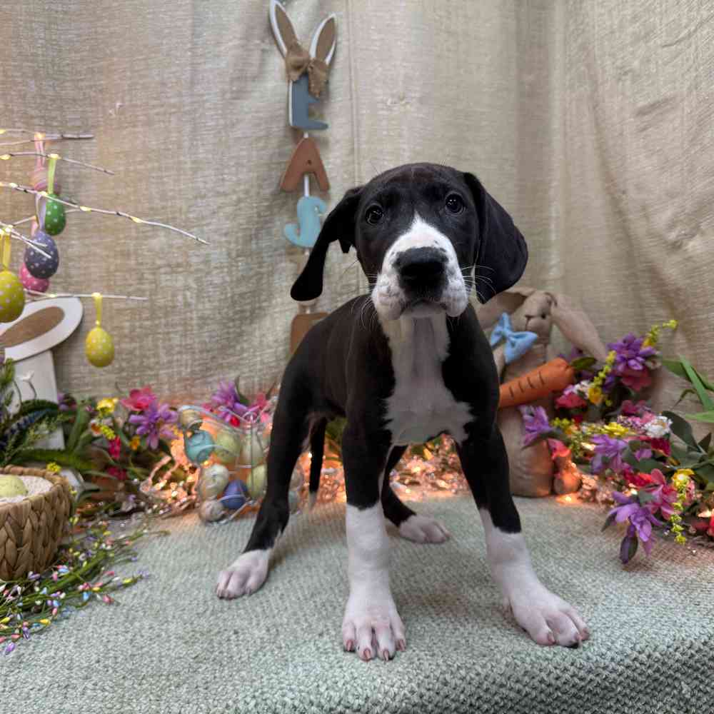Image of a pet breed in the gallery
