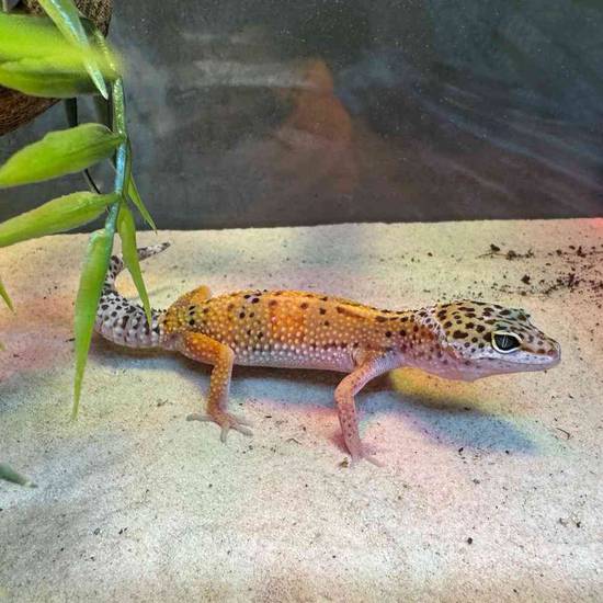 Leopard Gecko