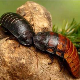Madagascar Hissing Cockroaches