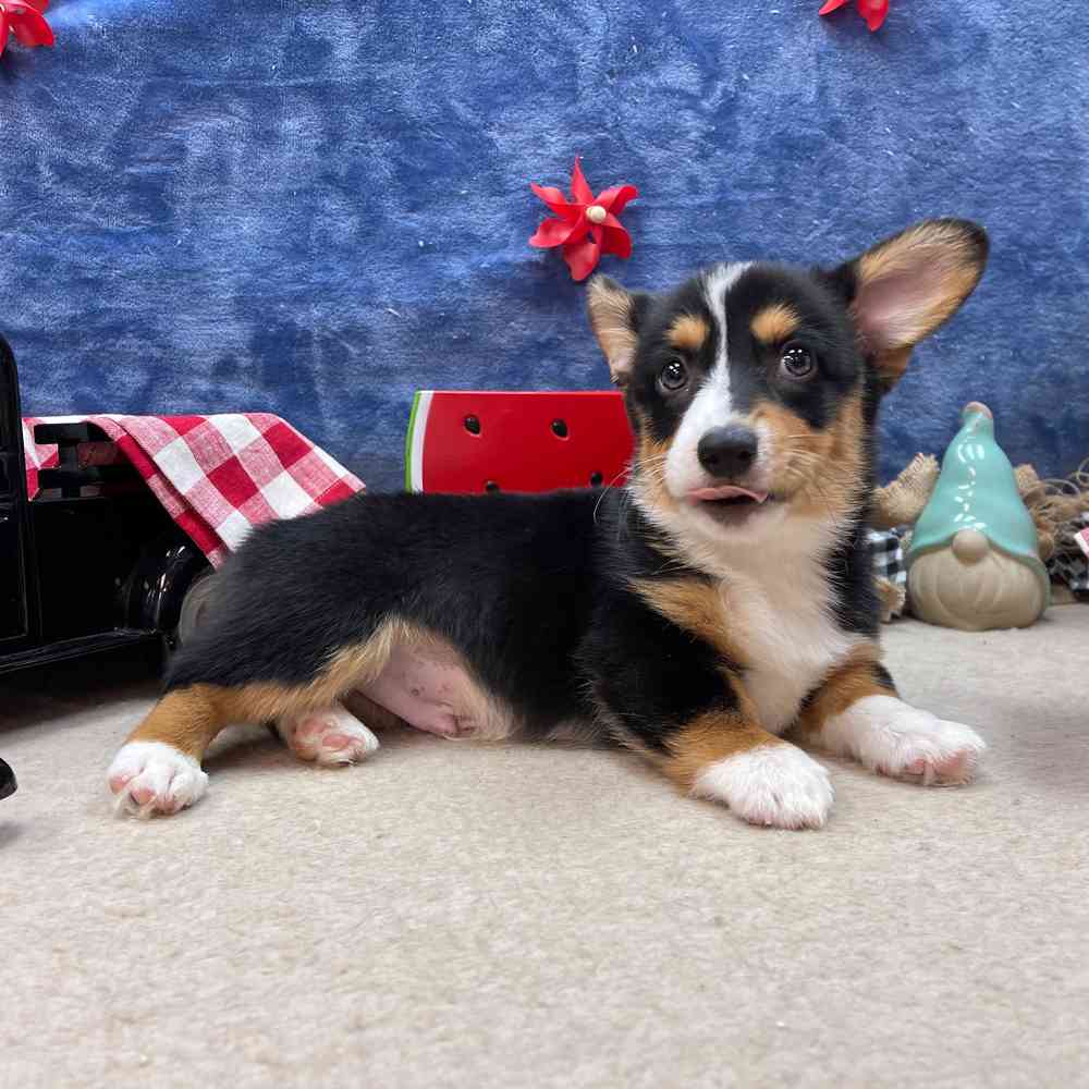 carousel pet images