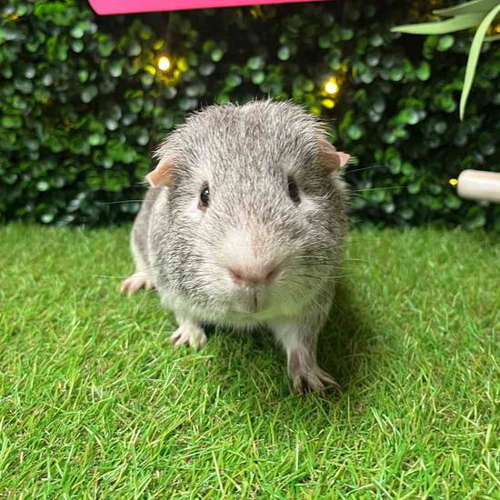 Adoption Guinea Pig