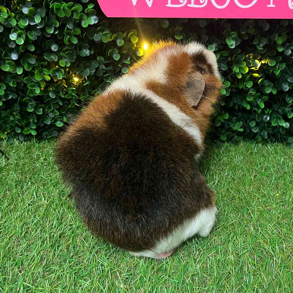 carousel pet images