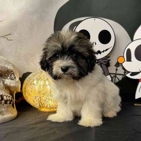 Havanese
