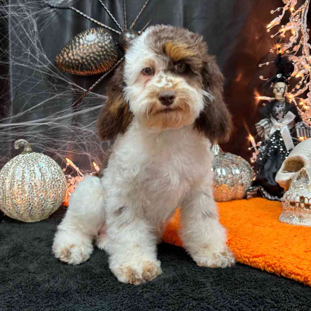 carousel pet images