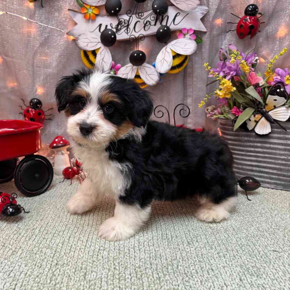 carousel pet images