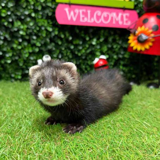 Ferret