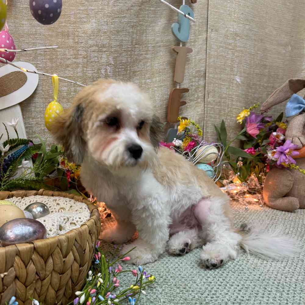 carousel pet images