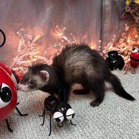 Ferret