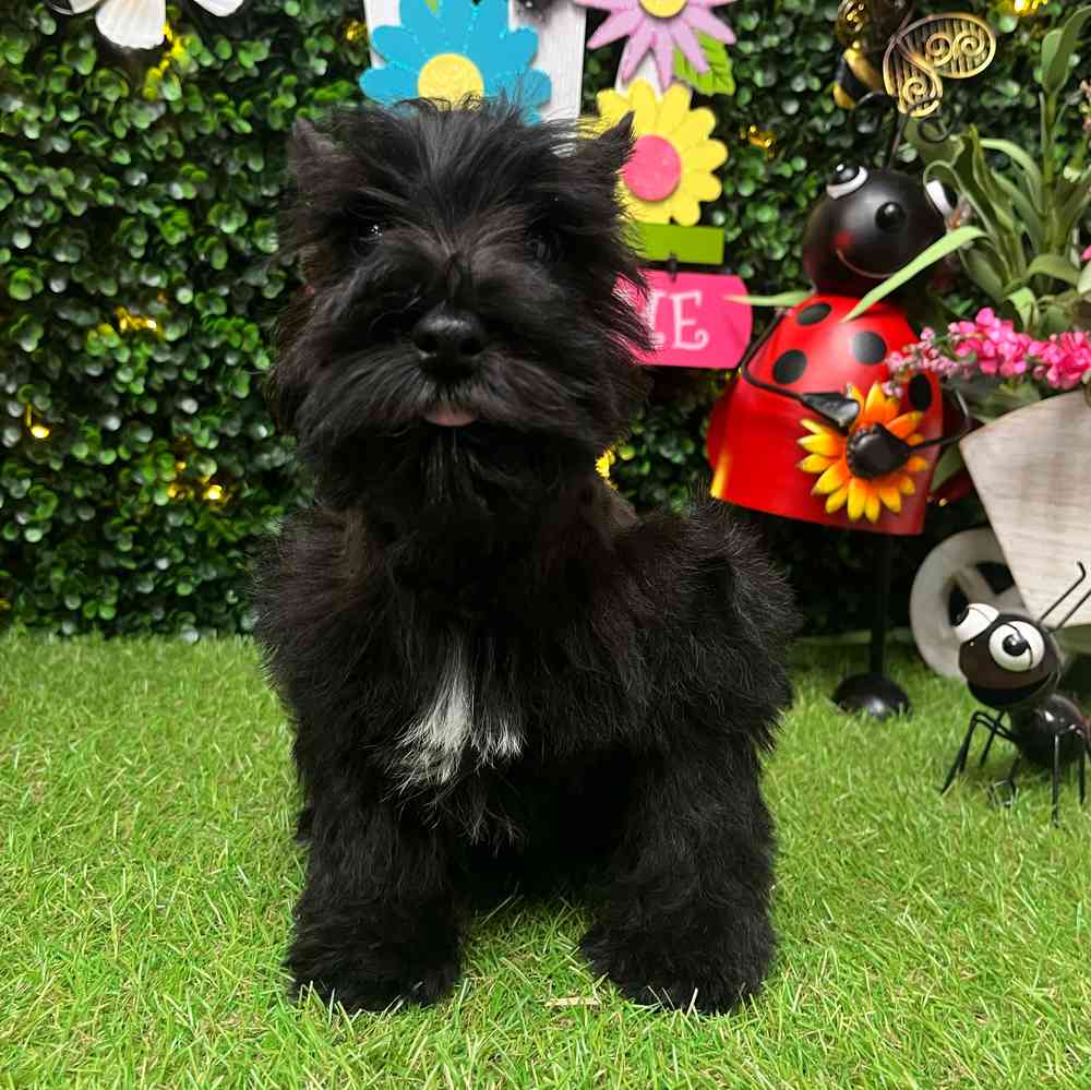carousel pet images