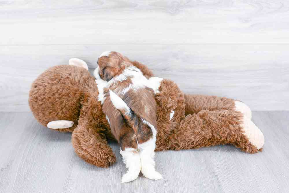 carousel pet images