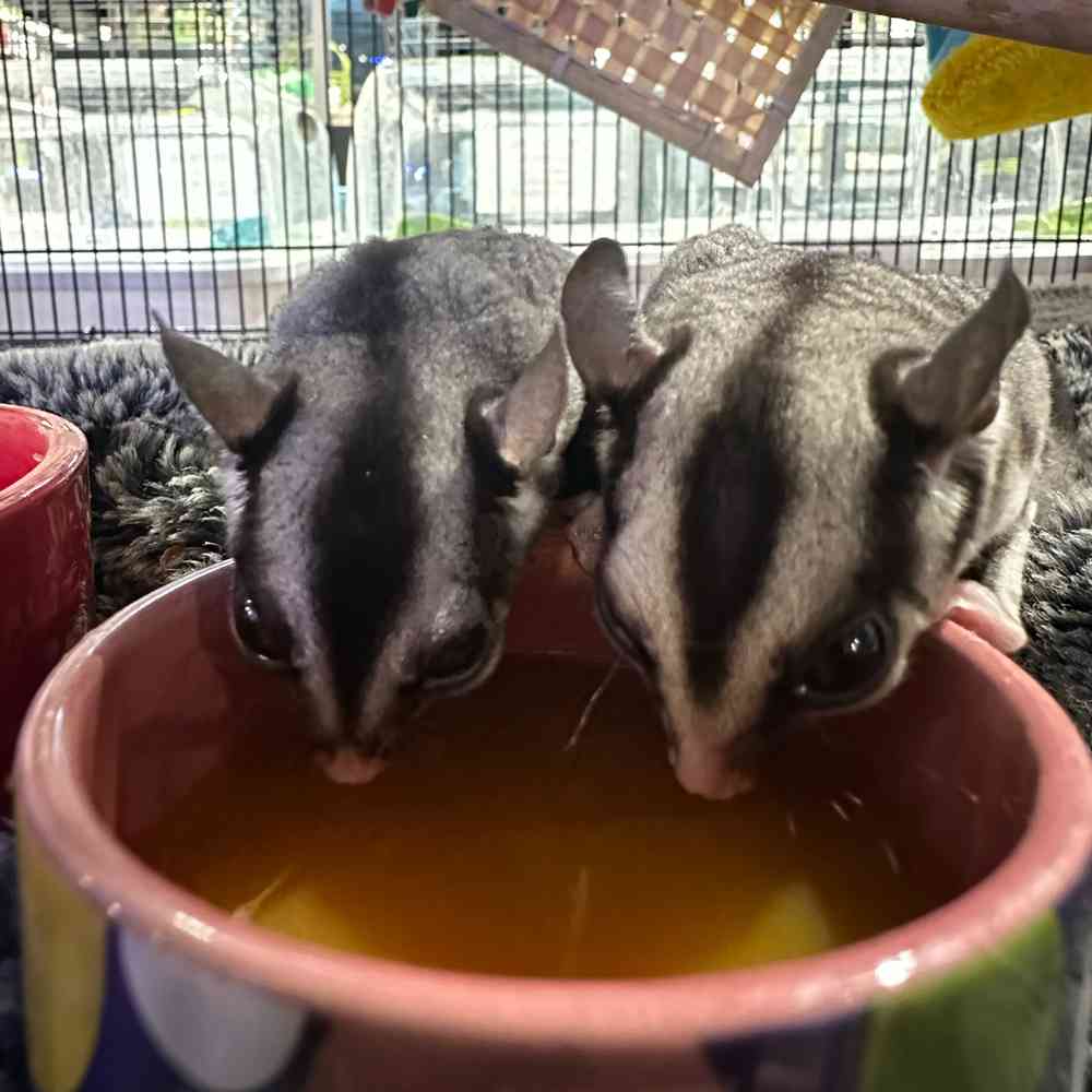 carousel pet images