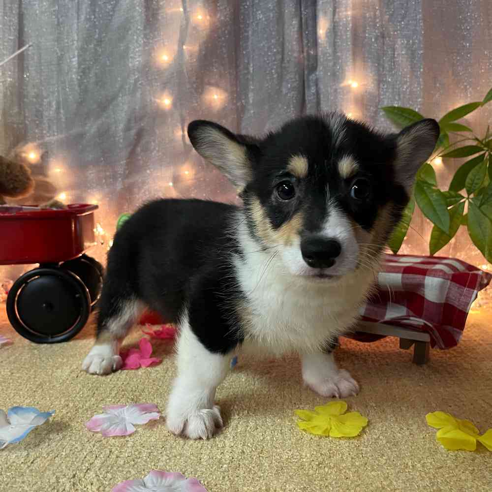 carousel pet images
