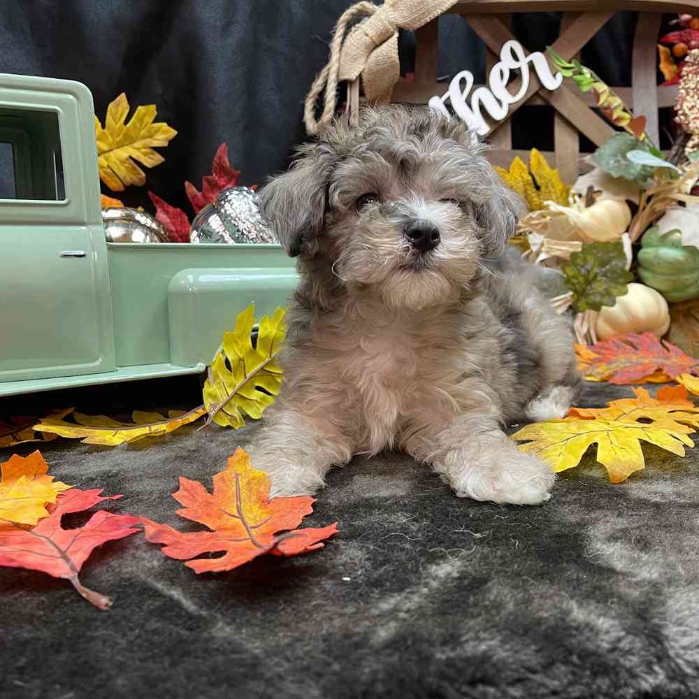 carousel pet images