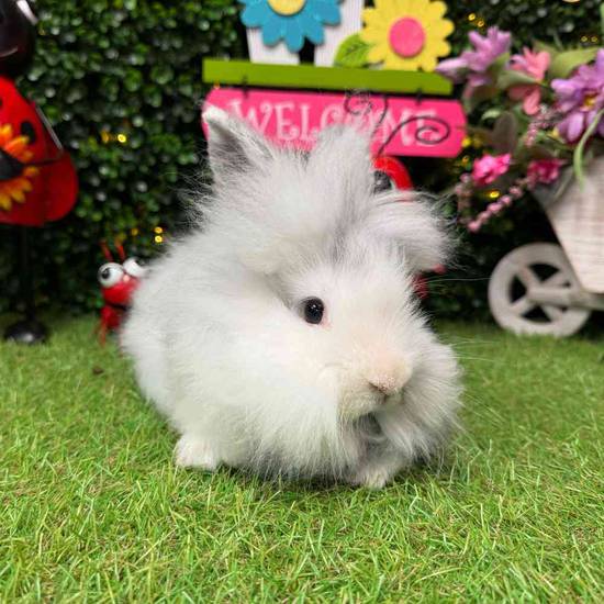 Lionhead