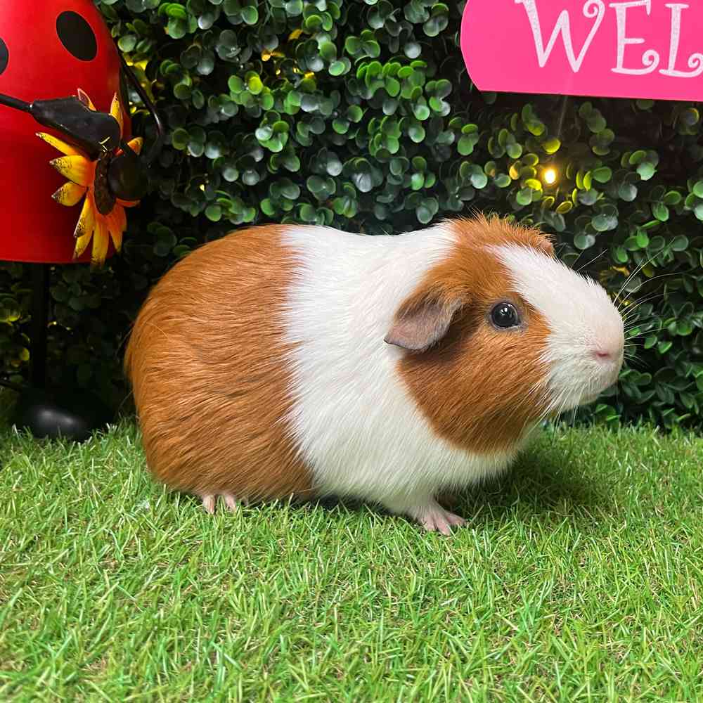 carousel pet images