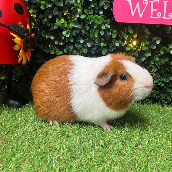 Adoption Guinea Pig