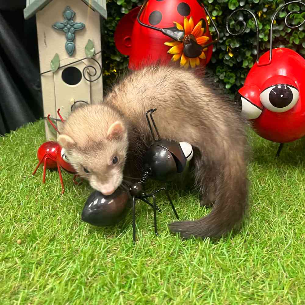 carousel pet images