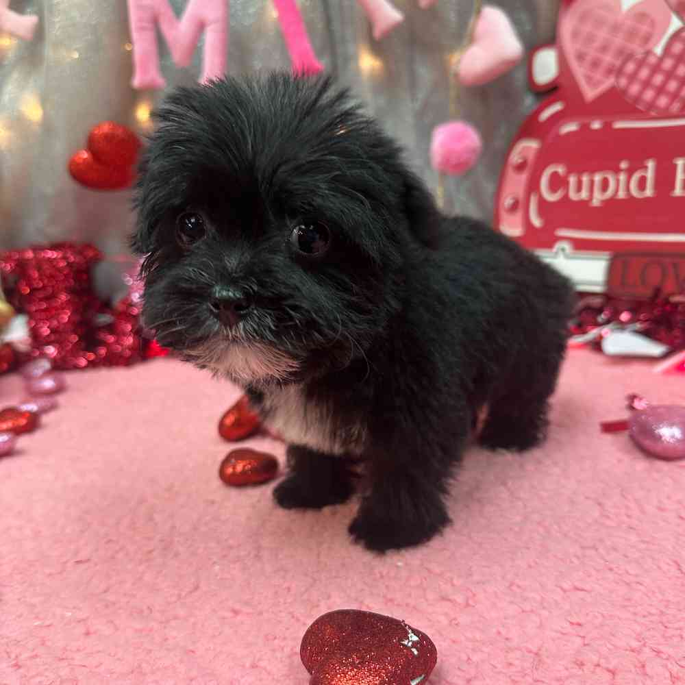 carousel pet images