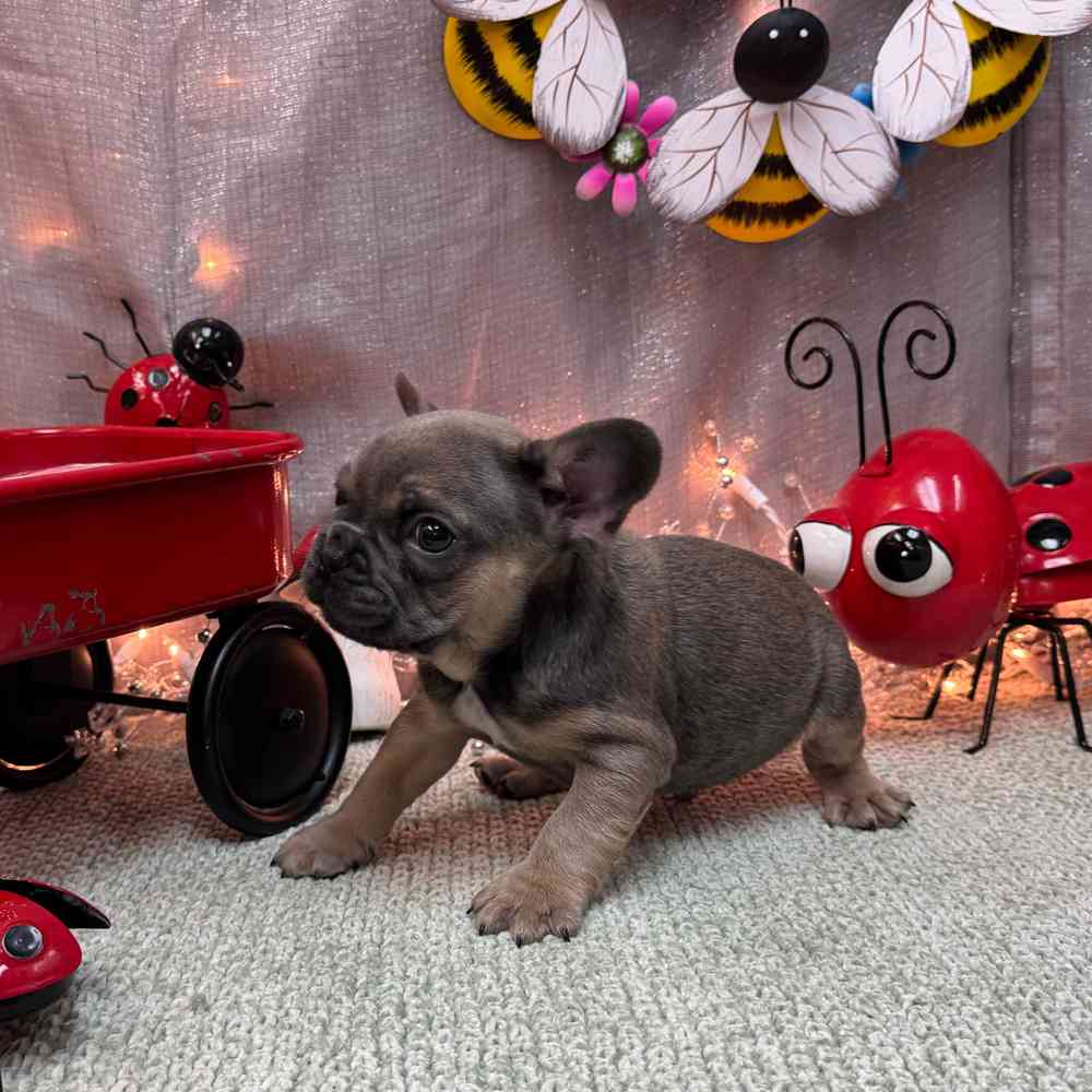 carousel pet images