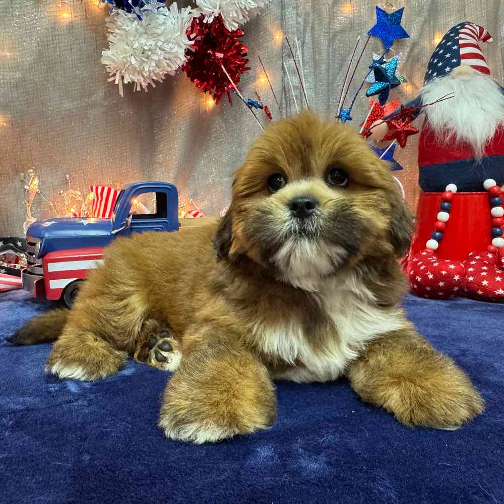 carousel pet images