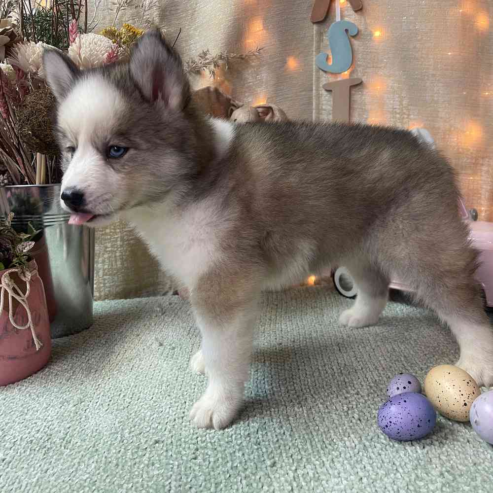 carousel pet images