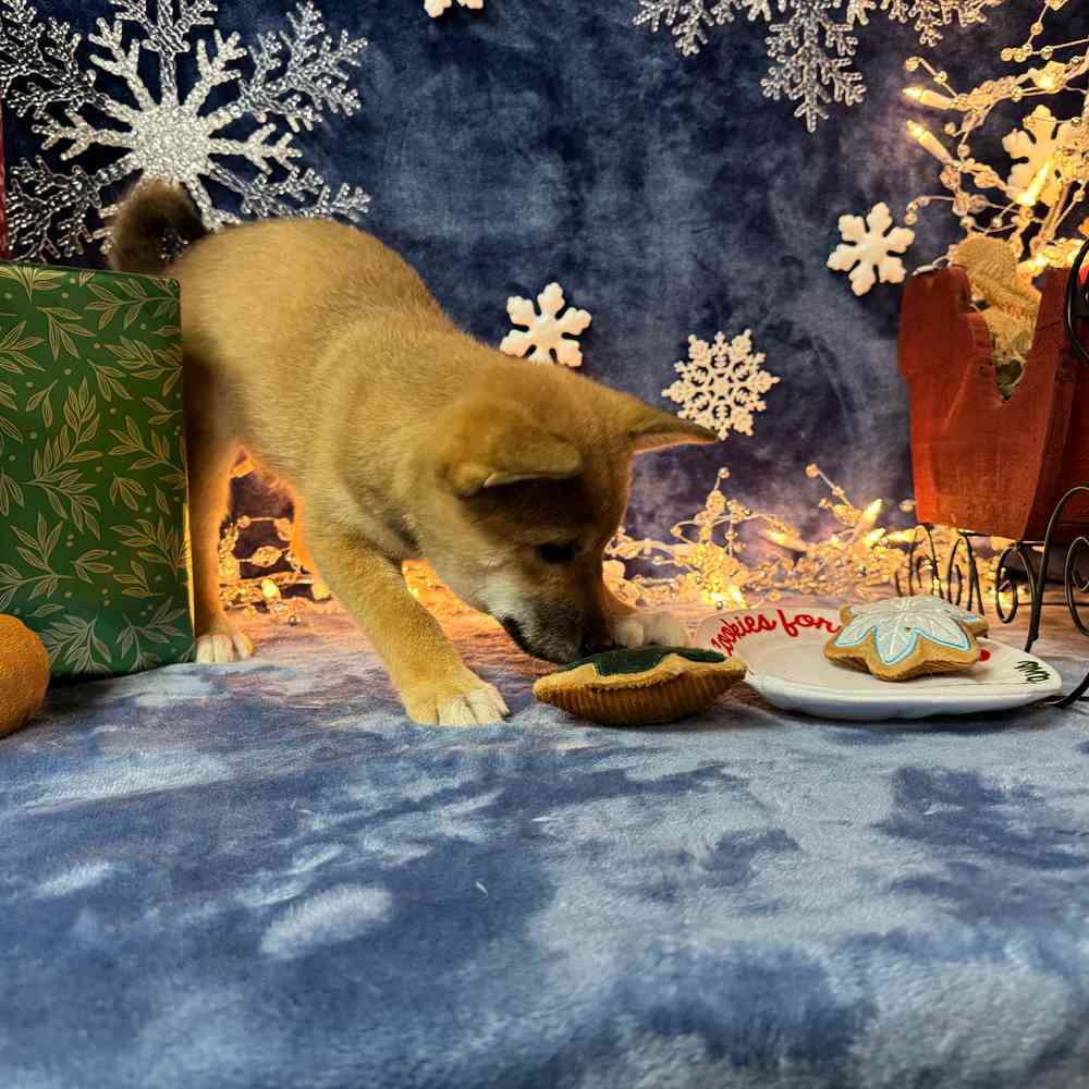 carousel pet images