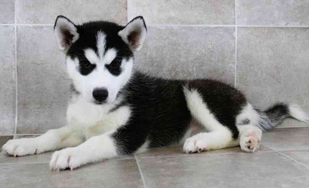 Image of a pet breed in the gallery