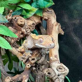 Crested Gecko