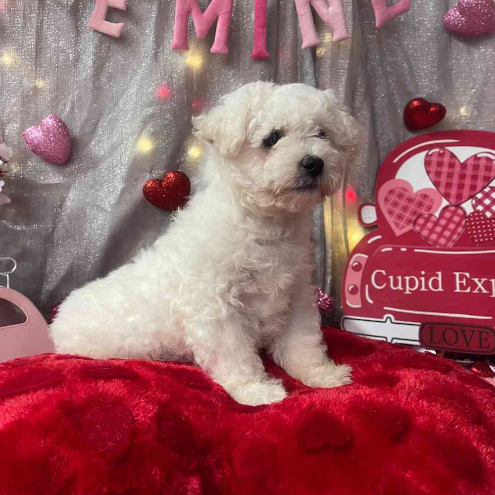 carousel pet images