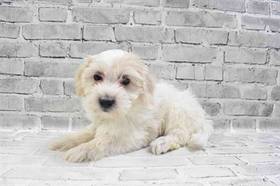 Coton De Tulear