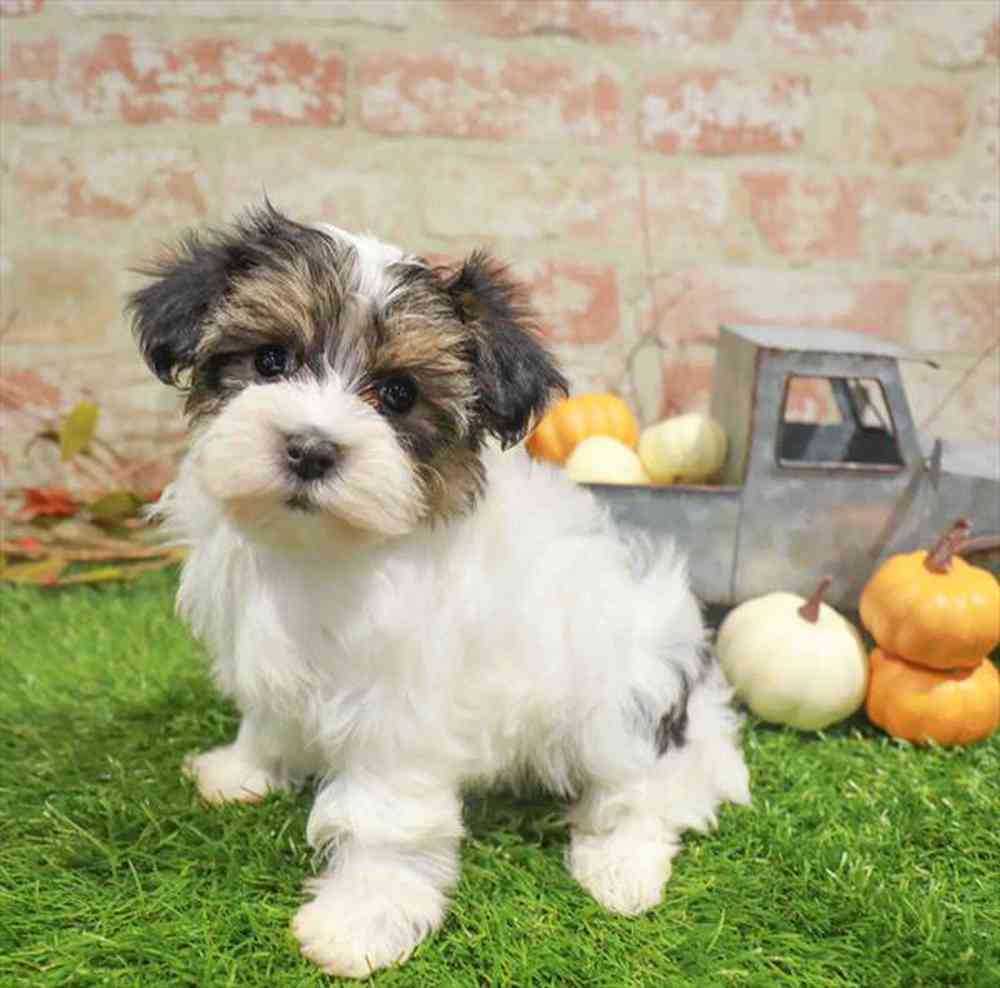 carousel pet images