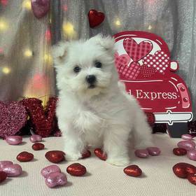 Maltese