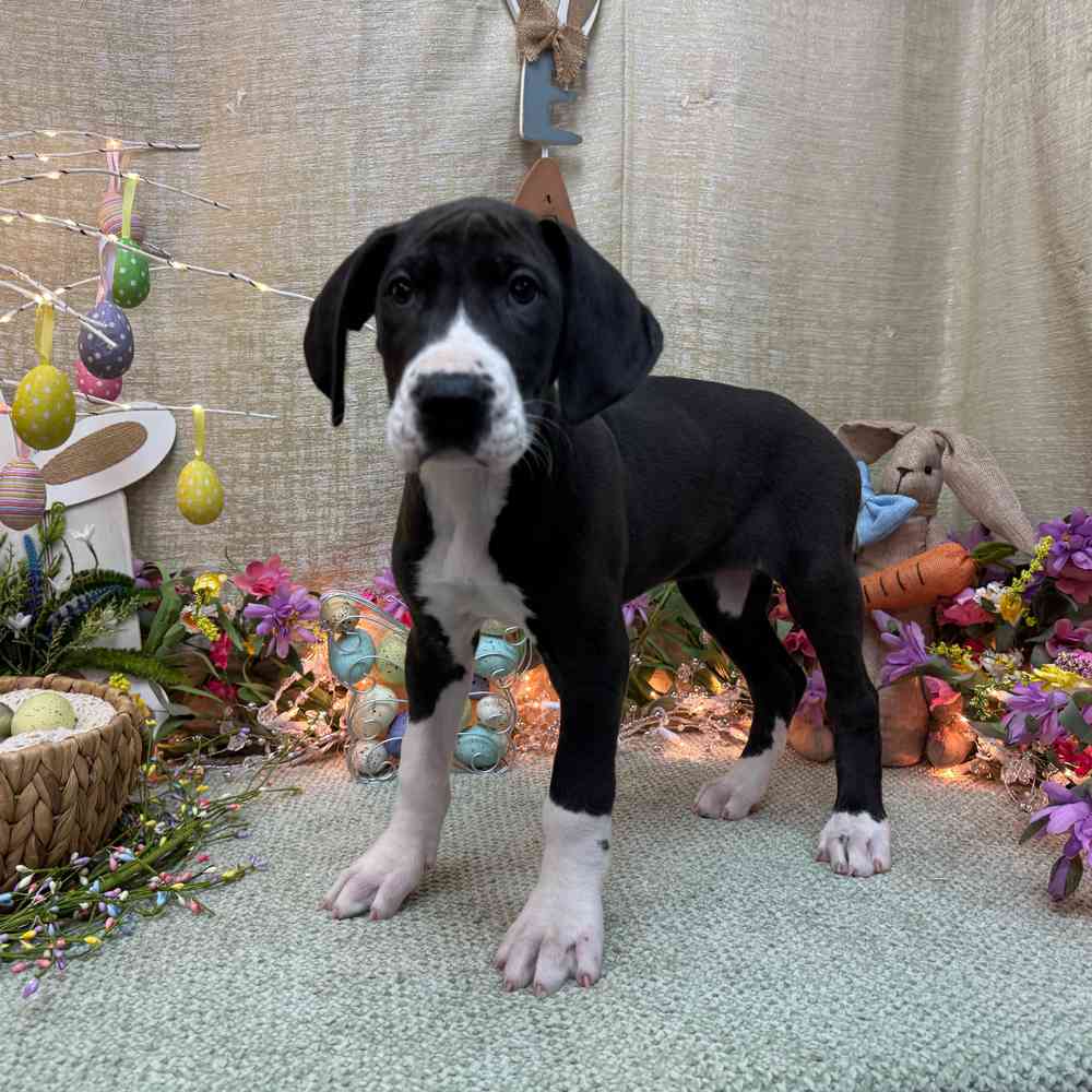 carousel pet images