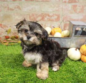 Morkie