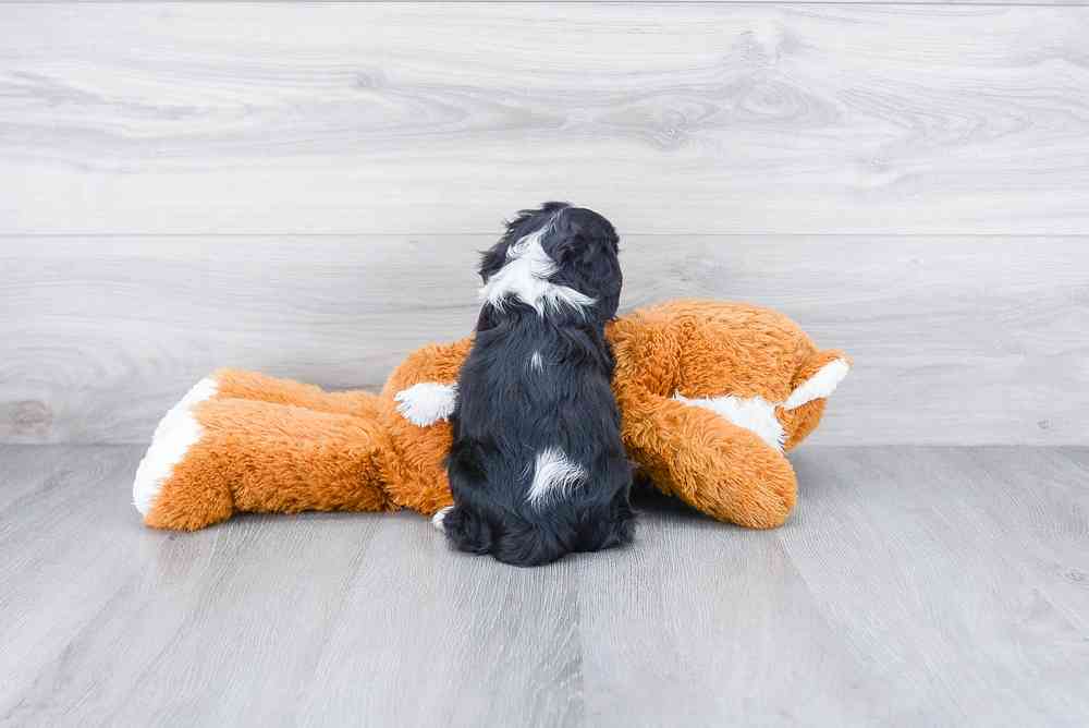 carousel pet images