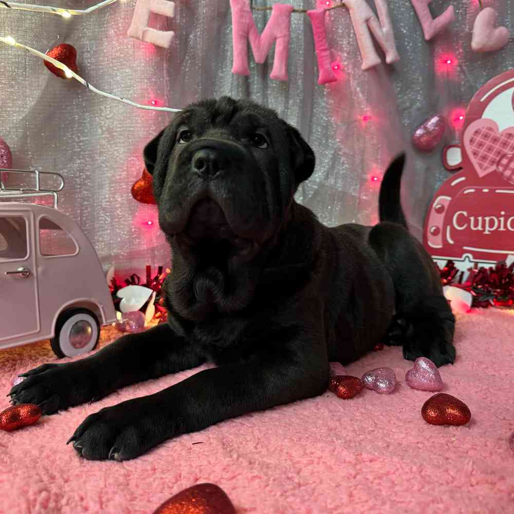 carousel pet images