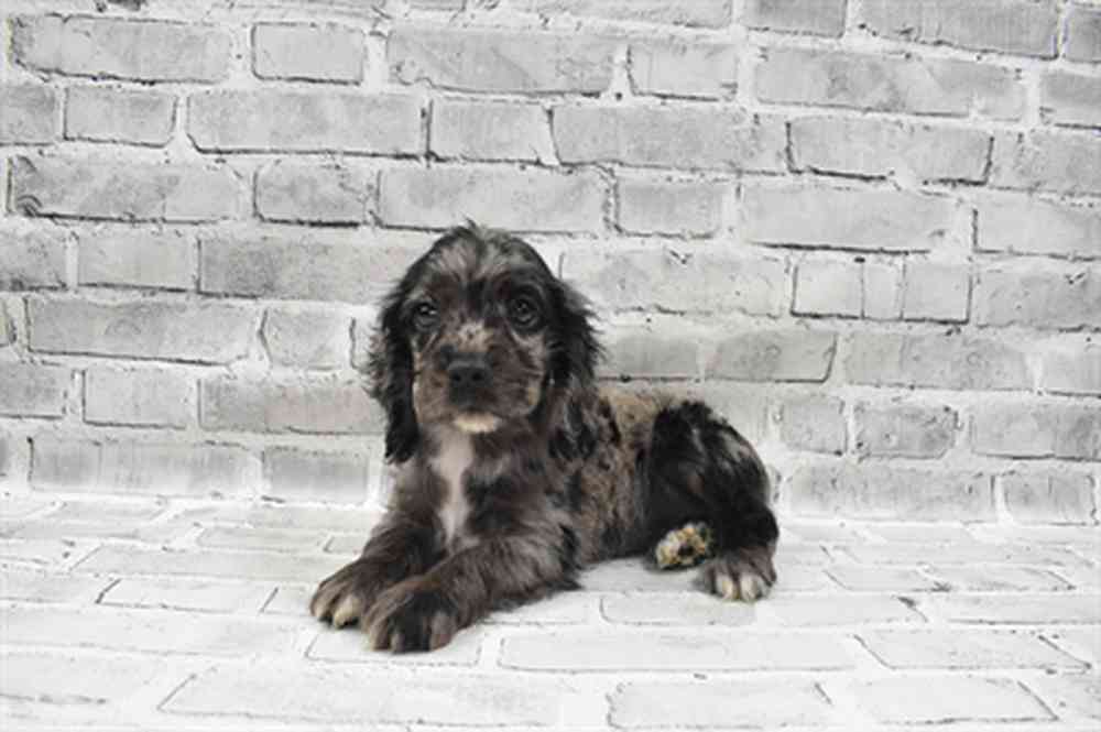 carousel pet images