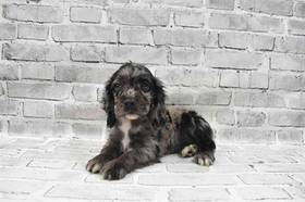 Cocker Spaniel