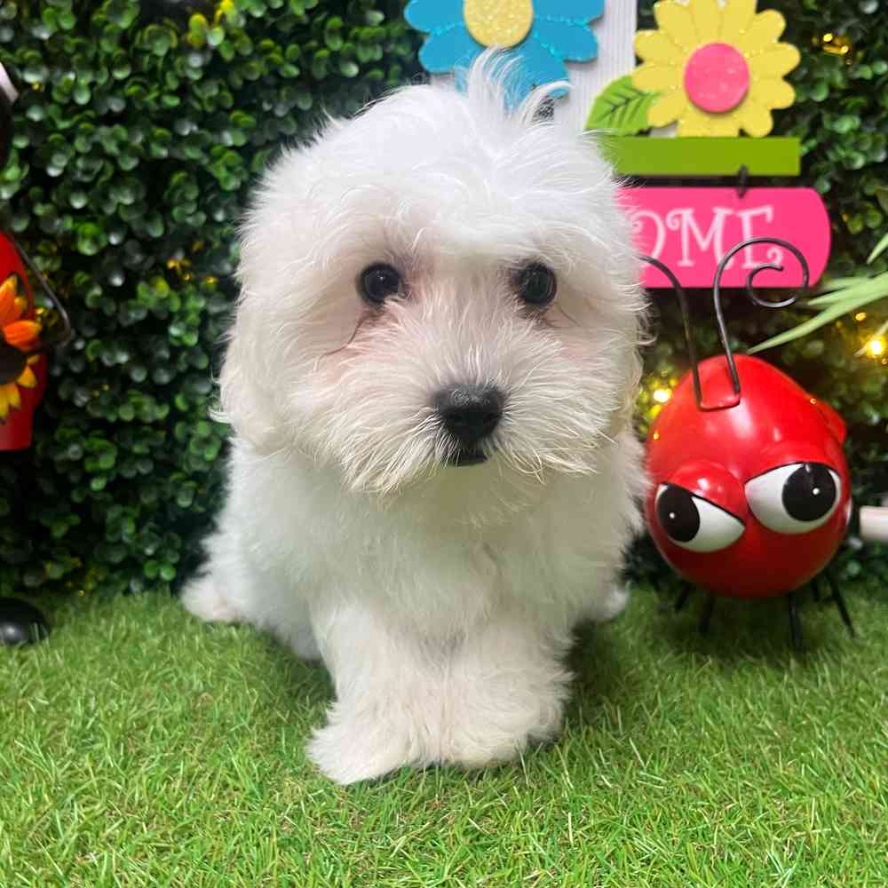 carousel pet images