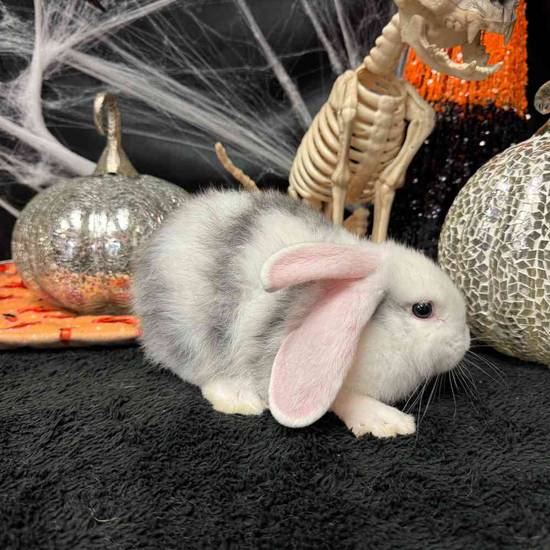 Flemish Giant Holland Lop Mix
