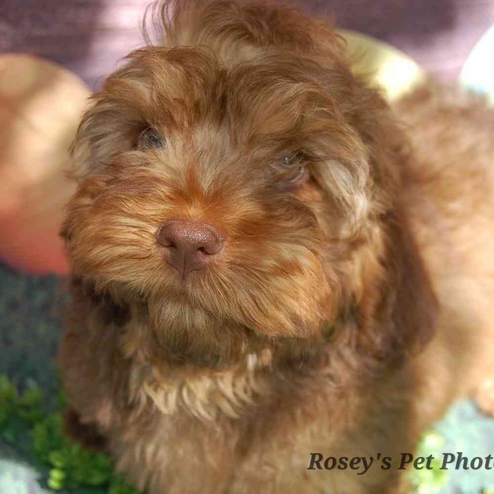 carousel pet images