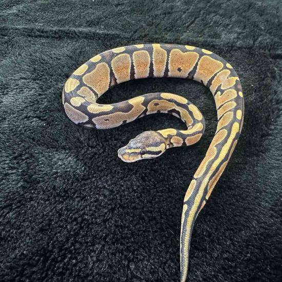Ball Python