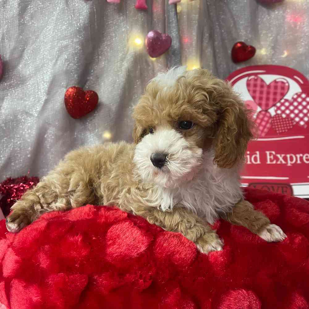 carousel pet images