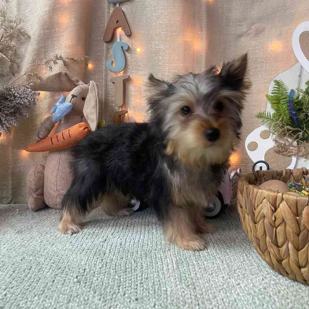 carousel pet images